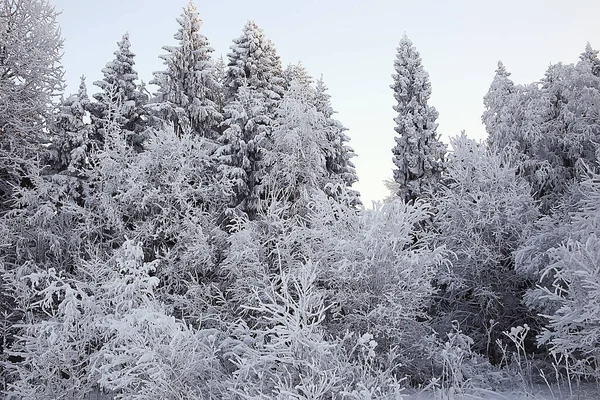 Zimowy Las Krajobraz Pokryty Śniegiem Grudzień Boże Narodzenie Natura Białe — Zdjęcie stockowe