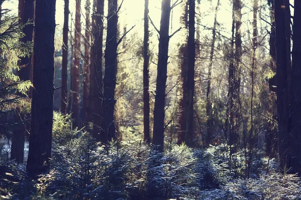 Kış orman manzarası karla kaplı, Aralık noeli doğa beyaz arka plan