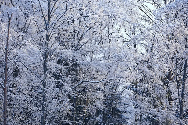 雪に覆われた冬の森の風景12月のクリスマス自然白い背景 — ストック写真