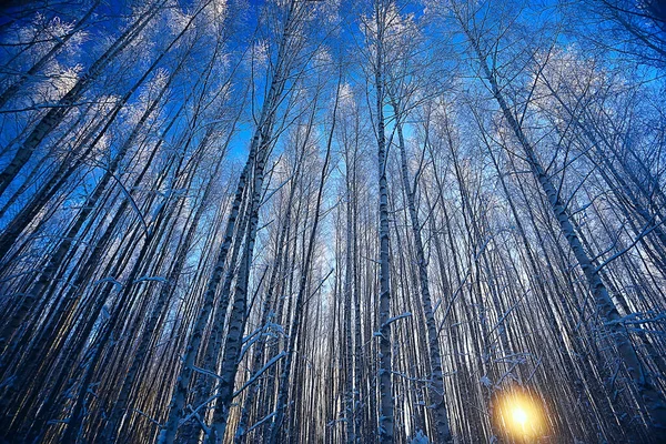 Paesaggio Foresta Invernale Bella Vista Stagionale Nella Foresta Innevata Dicembre — Foto Stock