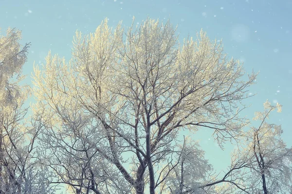 Гілки Покриті Морозним Фоном Абстрактний Пейзаж Сніг Зима Природа Мороз — стокове фото