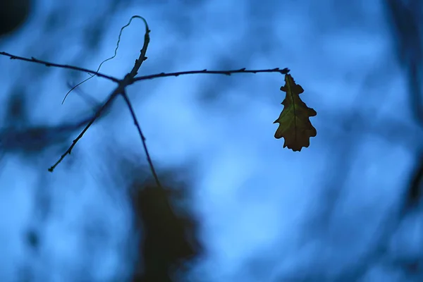 Zweige Ohne Blätter Abendherbst Abstrakte Saisonale Hintergrund Traurigkeit — Stockfoto