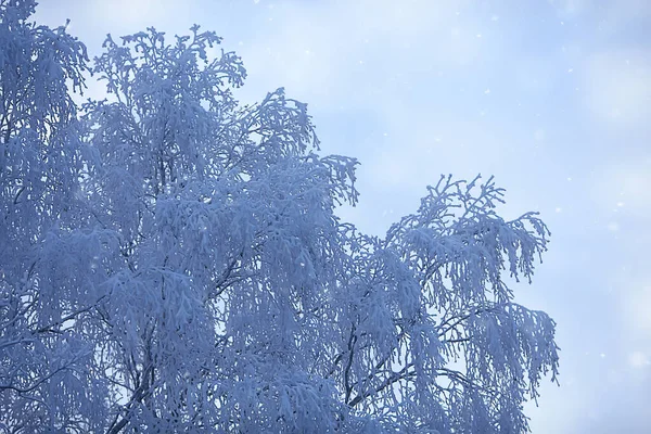 Branches Covered Hoarfrost Background Abstract Landscape Snow Winter Nature Frost — Stock Photo, Image