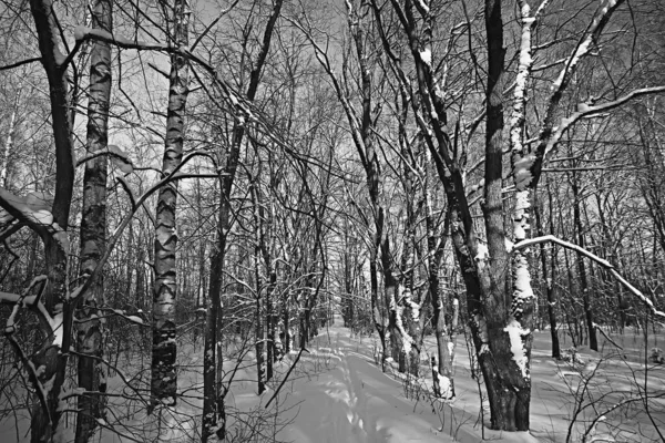 Invierno Bosque Paisaje Cubierto Nieve Diciembre Navidad Naturaleza Fondo Blanco —  Fotos de Stock