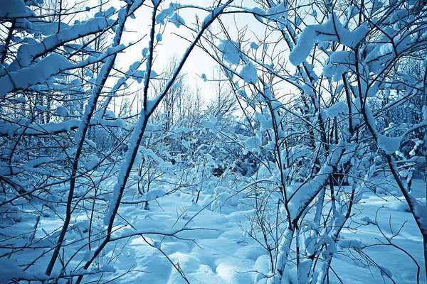 Grenar Täckta Med Hes Bakgrund Abstrakt Landskap Snö Vinter Natur — Stockfoto