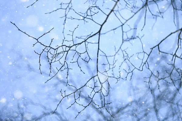 Sneeuwvlokken Takken Winter Abstracte Achtergrond Vakantie Nieuwjaar Koud Weer Sneeuw — Stockfoto