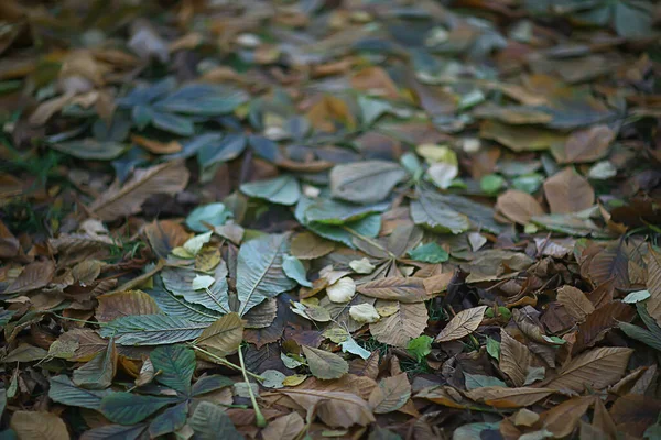 Fallen Leaves Background Abstract Autumn October Wallpaper — Stock Photo, Image