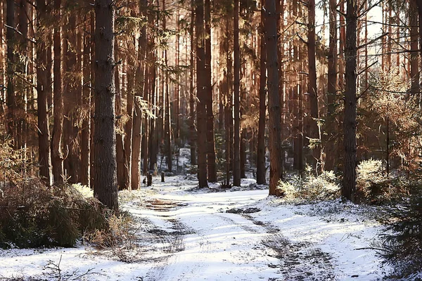 Kış orman manzarası karla kaplı, Aralık noeli doğa beyaz arka plan