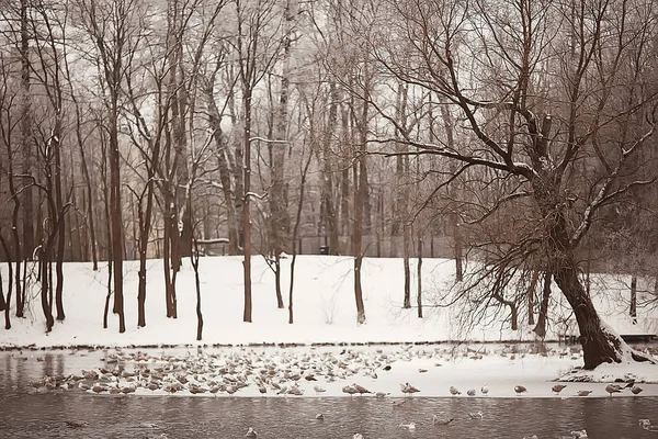十一月的公园风景 圣诞节的雪天 在一个有池塘的城市公园里 — 图库照片