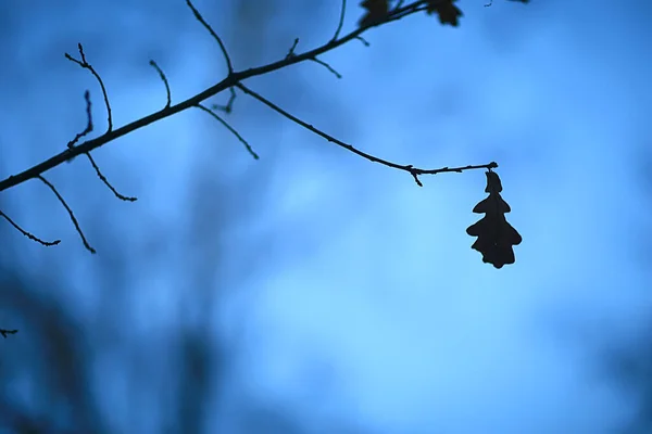 Gałęzie Bez Liści Jesień Wieczór Abstrakcyjne Sezonowe Tło Smutek — Zdjęcie stockowe