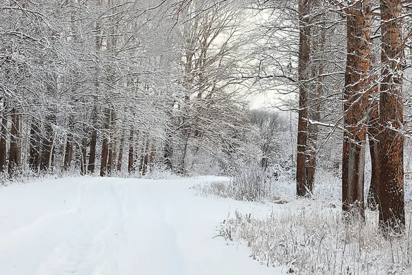 Hiver Forêt Paysage Couvert Neige Décembre Noël Nature Blanc Fond — Photo