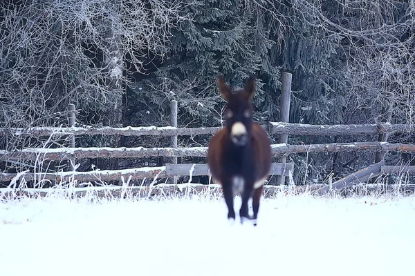 Kış tarlalarındaki atlar kışın donarak, çiftlikte noel tatilleri...