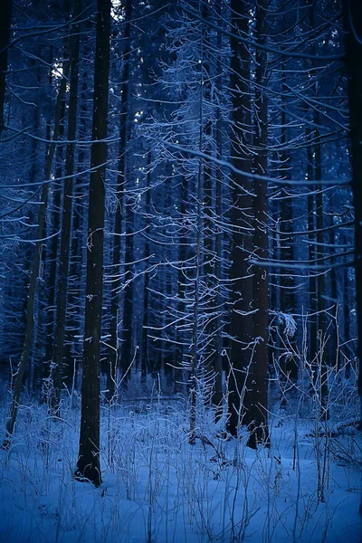 Краєвид Зимового Лісу Сезонний Красивий Вид Засніжений Ліс Грудень Природа — стокове фото