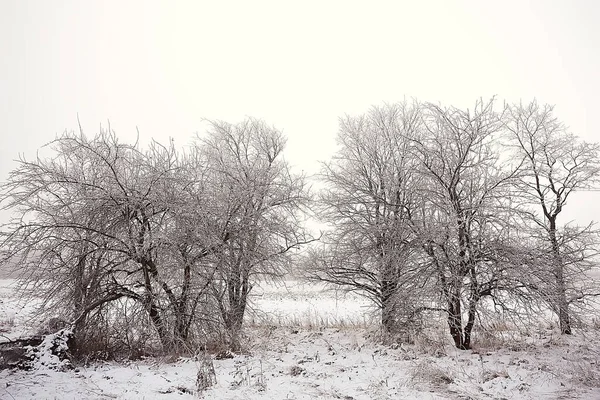 Landschap Winterbos Seizoensgebonden Prachtig Uitzicht Besneeuwd Bos December Natuur — Stockfoto