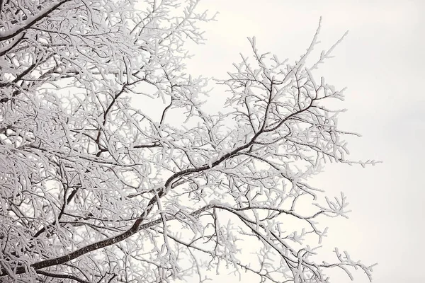 Toprak zemini ile kaplanmış dallar, soyut manzara kar, kış soğuğu.