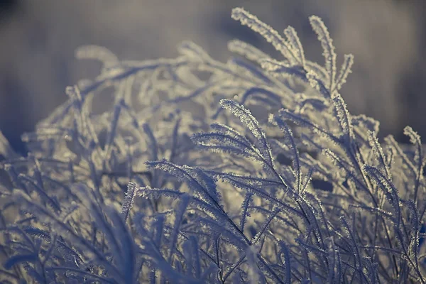 Ramas Cubiertas Con Fondo Escarcha Paisaje Abstracto Nieve Invierno Naturaleza —  Fotos de Stock