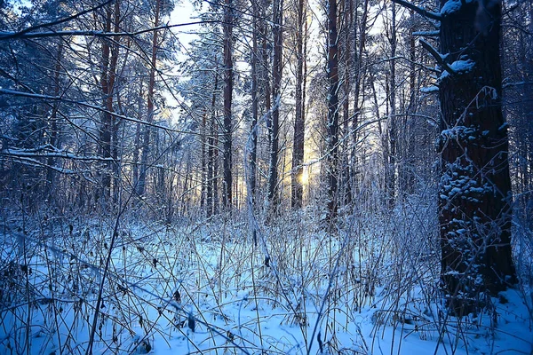 Invierno Bosque Paisaje Cubierto Nieve Diciembre Navidad Naturaleza Fondo Blanco — Foto de Stock