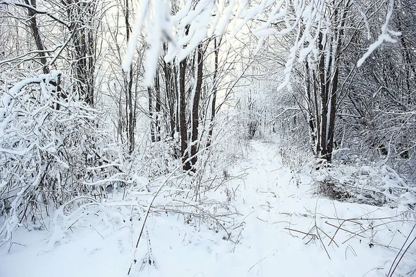 Kış orman manzarası karla kaplı, Aralık noeli doğa beyaz arka plan