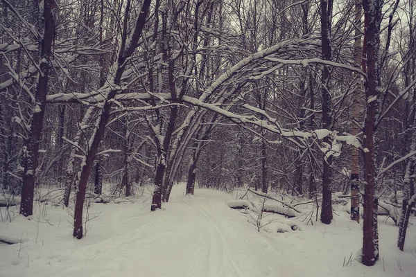 Inverno Paisagem Florestal Coberta Neve Dezembro Natal Natureza Fundo Branco — Fotografia de Stock