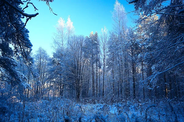 Invierno Bosque Paisaje Cubierto Nieve Diciembre Navidad Naturaleza Fondo Blanco —  Fotos de Stock