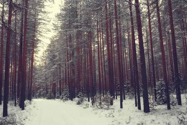 Paesaggio Foresta Invernale Bella Vista Stagionale Nella Foresta Innevata Dicembre — Foto Stock