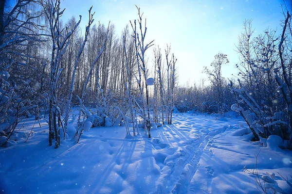 Manzara Kış Ormanı Mevsimlik Güzel Manzara Karlı Orman Aralık Doğa — Stok fotoğraf