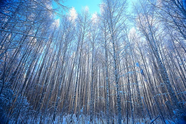 Paisagem Floresta Inverno Sazonal Bela Vista Floresta Nevada Dezembro Natureza — Fotografia de Stock