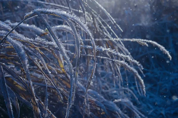 Ramas Cubiertas Con Fondo Escarcha Paisaje Abstracto Nieve Invierno Naturaleza —  Fotos de Stock