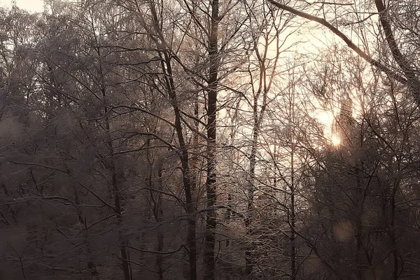 Зимовий Лісовий Пейзаж Вкритий Снігом Грудень Різдво Природа Білий Фон — стокове фото