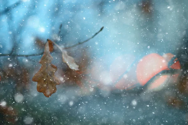 雪花枝条冬天抽象的背景 假日新年 寒冷的天气雪 — 图库照片