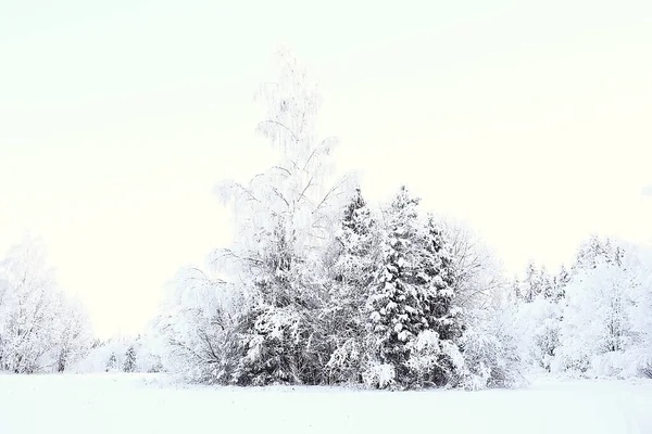 Vinter Skog Landskap Täckt Med Snö December Jul Natur Vit — Stockfoto