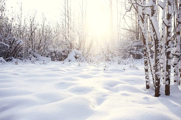 Kış orman manzarası karla kaplı, Aralık noeli doğa beyaz arka plan