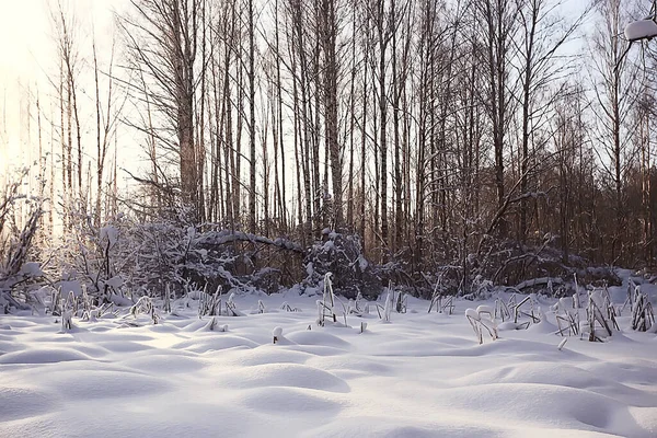 Manzara Kış Ormanı Mevsimlik Güzel Manzara Karlı Orman Aralık Doğa — Stok fotoğraf