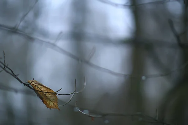 Zweige Ohne Blätter Abendherbst Abstrakte Saisonale Hintergrund Traurigkeit — Stockfoto