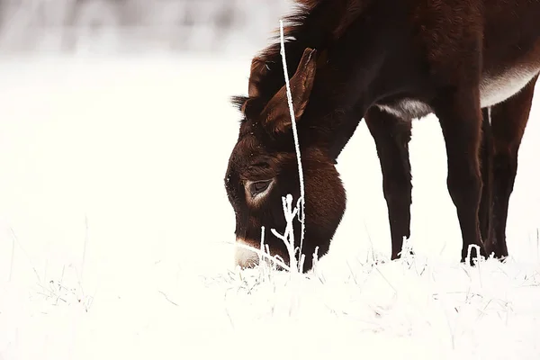 Pferde Winterfeld Raureif Landschaft Weihnachtsurlaub Auf Der Ranch — Stockfoto