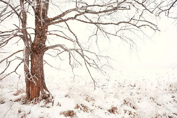 Krajina Zimní Les Sezónní Krásný Výhled Zasněženém Lese Prosinec Příroda — Stock fotografie