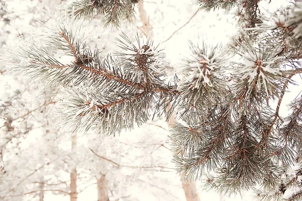 Κλαδιά Καλυμμένα Φόντο Hoarfrost Αφηρημένο Τοπίο Χιόνι Χειμώνα Φύση Παγετός — Φωτογραφία Αρχείου