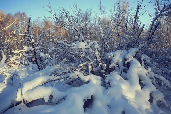 Kış orman manzarası karla kaplı, Aralık noeli doğa beyaz arka plan