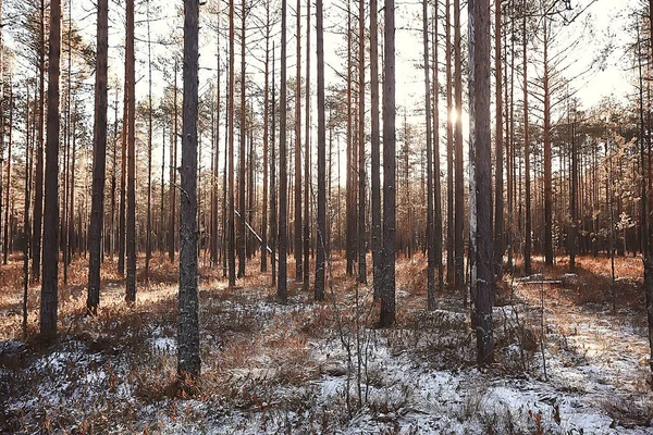 Kış orman manzarası karla kaplı, Aralık noeli doğa beyaz arka plan