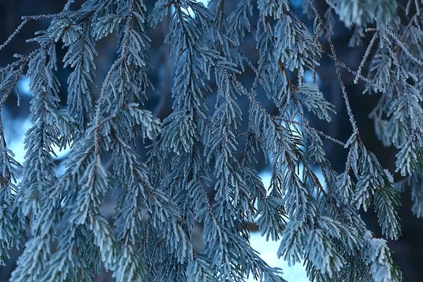 Winter Bos Landschap Bedekt Met Sneeuw December Kerst Natuur Witte — Stockfoto