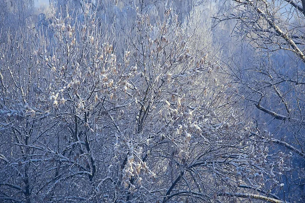 Rami Coperti Con Sfondo Hoarfrost Paesaggio Astratto Neve Inverno Natura — Foto Stock