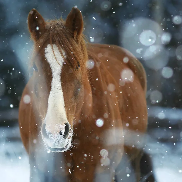 Cavalos Inverno Campo Hoarfrost Paisagem Natal Feriados Rancho — Fotografia de Stock