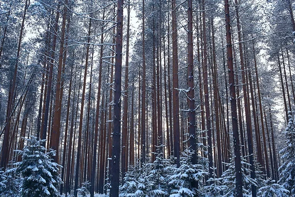 Paesaggio Foresta Invernale Bella Vista Stagionale Nella Foresta Innevata Dicembre — Foto Stock