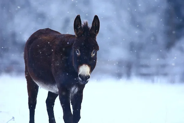 冬の野外での馬霜の風景 牧場でのクリスマス休暇 — ストック写真