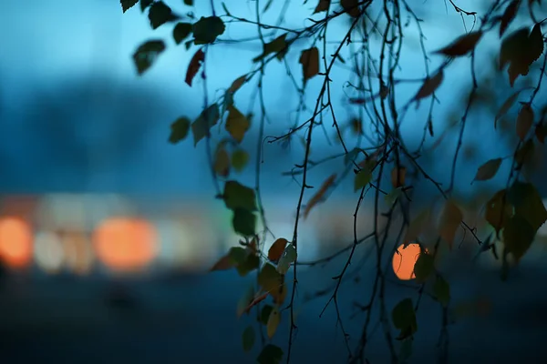 Evening Lights Blurred Background Bokeh Autumn Abstract City Background Autumn — Stock Photo, Image