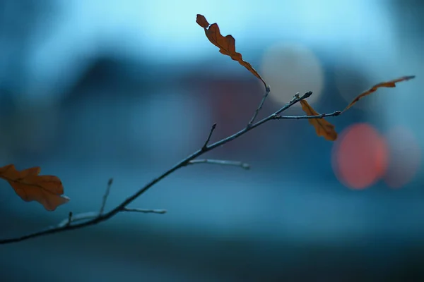Gałęzie Bez Liści Jesień Wieczór Abstrakcyjne Sezonowe Tło Smutek — Zdjęcie stockowe
