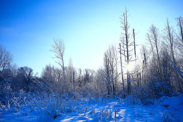 Hiver Forêt Paysage Couvert Neige Décembre Noël Nature Blanc Fond — Photo