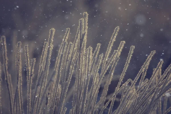 Inverno Paisagem Florestal Coberta Neve Dezembro Natal Natureza Fundo Branco — Fotografia de Stock