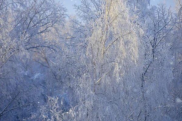 Branches Couvertes Givre Paysage Abstrait Neige Hiver Nature Givre — Photo