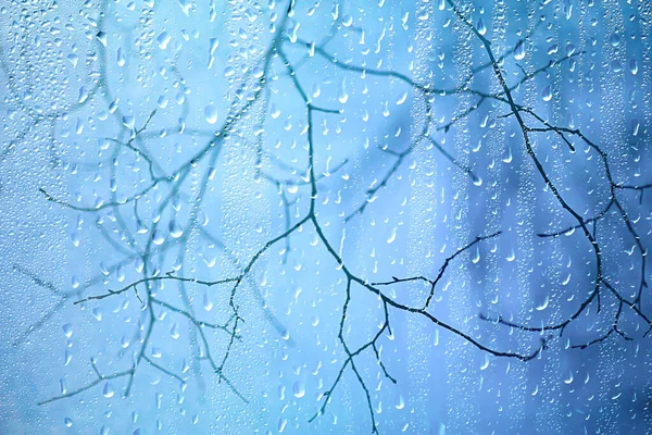 Влажный Стеклянный Вид Ветки Парка Осенью Абстрактные Фоновые Капли Окне — стоковое фото